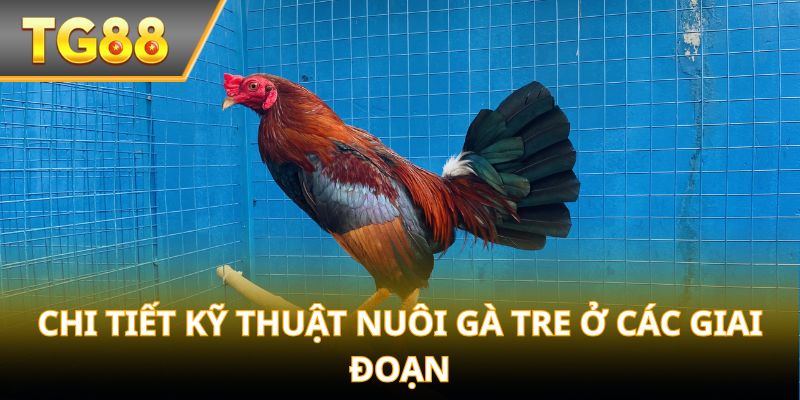 Chi tiết kỹ thuật Nuôi Gà Tre ở các giai đoạn