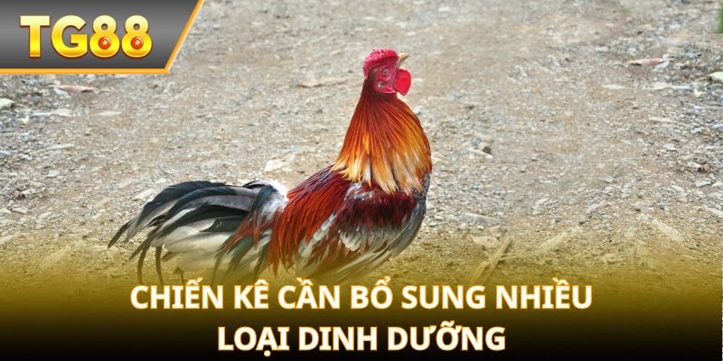 Chiến kê cần bổ sung nhiều loại dinh dưỡng