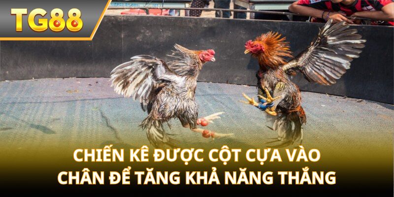 Chiến kê được cột cựa vào chân để tăng khả năng thắng