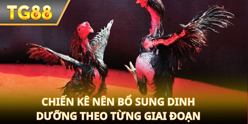 Chiến kê nên bổ sung dinh dưỡng theo từng giai đoạn
