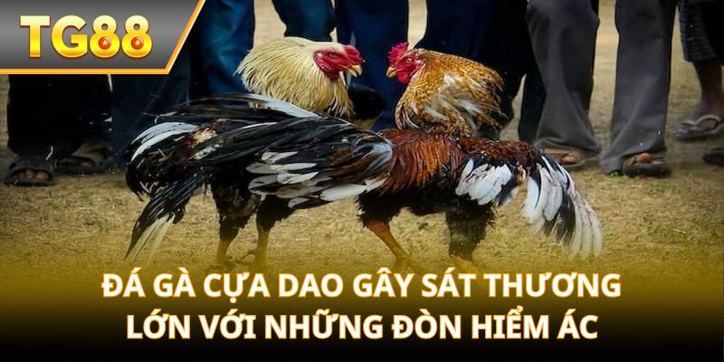 Đá gà cựa dao gây sát thương lớn với những đòn hiểm ác
