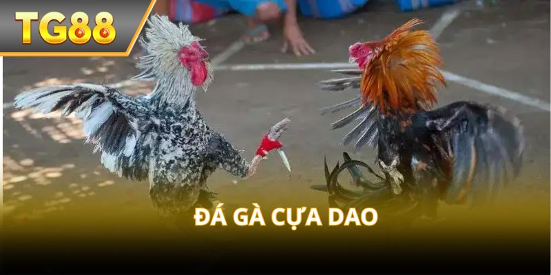 Gà cựa dao – Môn giải trí hấp dẫn cho dân chơi chuyên nghiệp!
