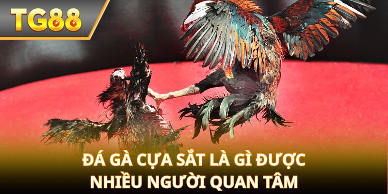 Đá gà cựa sắt là gì được nhiều người quan tâm