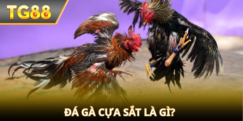 Gà cựa sắt – Đỉnh cao của tốc độ và sức mạnh trong đá gà!