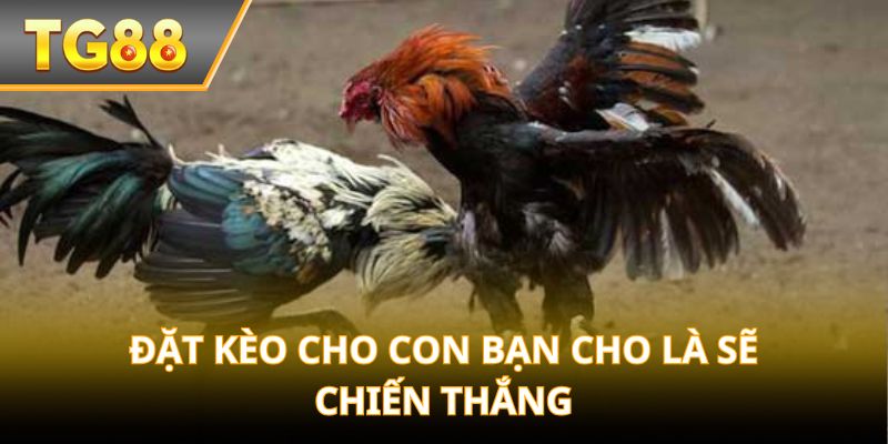 Đặt kèo cho con bạn cho là sẽ chiến thắng