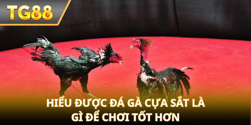 Hiểu được đá gà cựa sắt là gì để chơi tốt hơn
