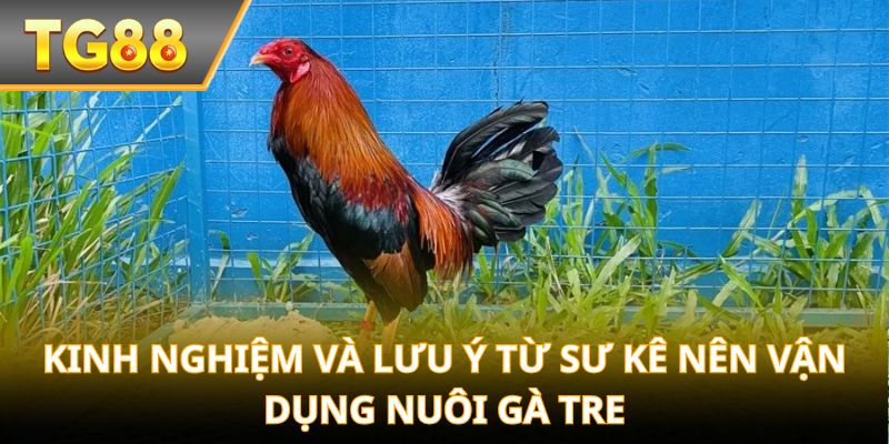 Kinh nghiệm và lưu ý từ sư kê nên vận dụng Nuôi Gà Tre