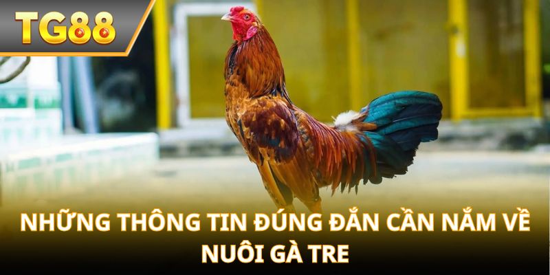 Những thông tin đúng đắn cần nắm về Nuôi Gà Tre