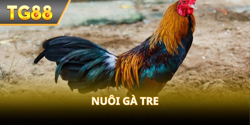 Nuôi gà tre – Nhỏ con nhưng thần thái chiến kê!