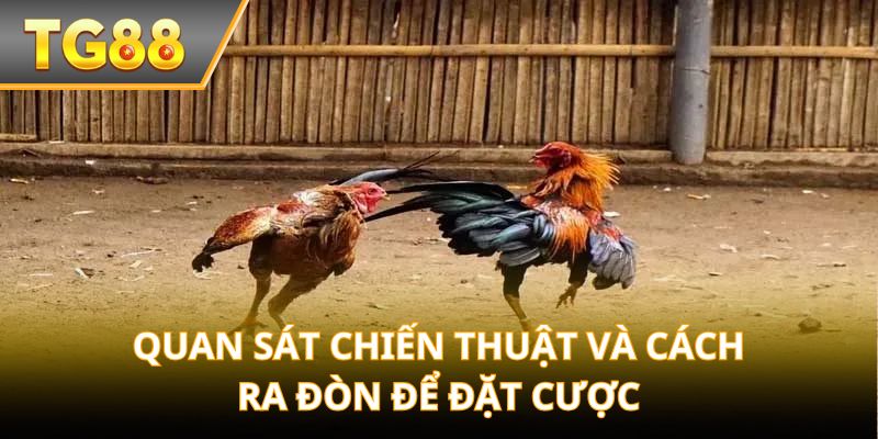 Quan sát chiến thuật và cách ra đòn để đặt cược