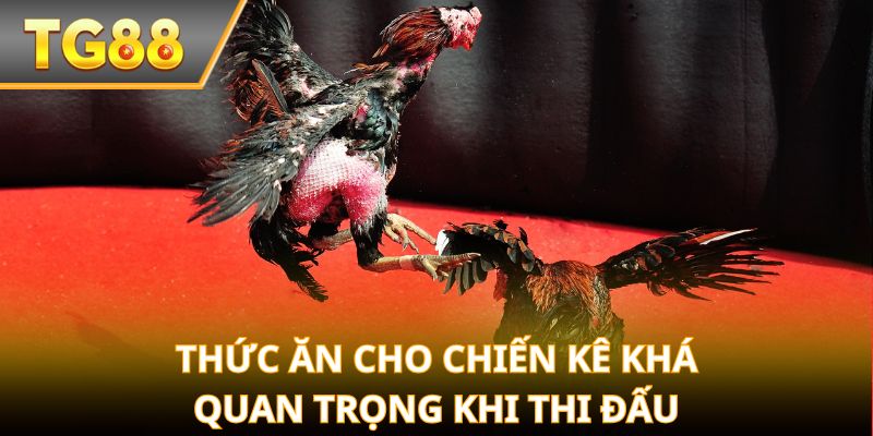 Thức ăn cho chiến kê khá quan trọng khi thi đấu