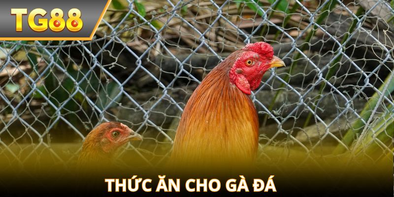 Thức ăn cho gà đá – Tăng lực, bền sức, sung đòn!