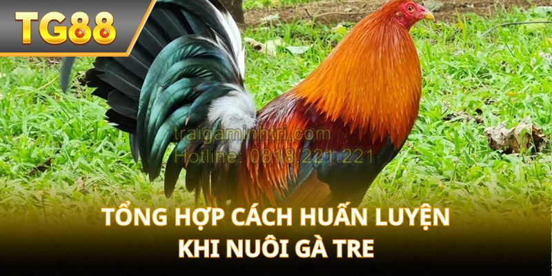 Tổng hợp cách huấn luyện khi Nuôi Gà Tre